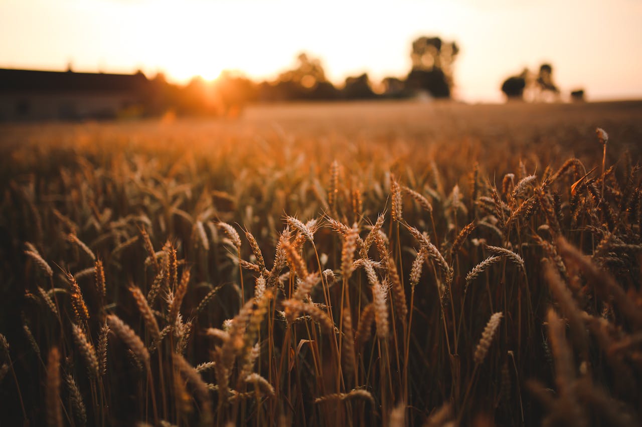 Grain and Feed